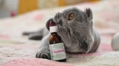 Zakaj mačke ljubijo valerian